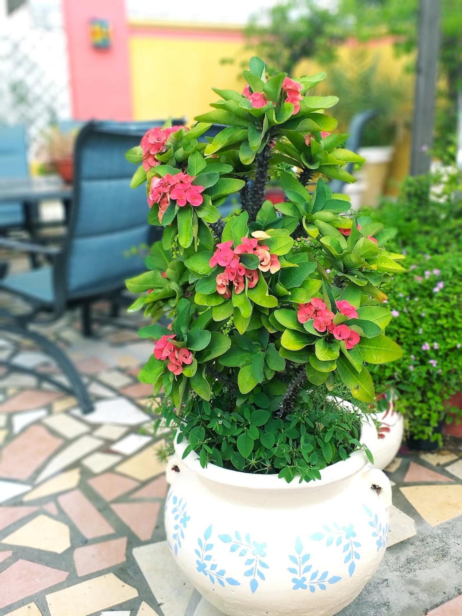Hotel Hacienda Del Viejo Matamoros  Bagian luar foto